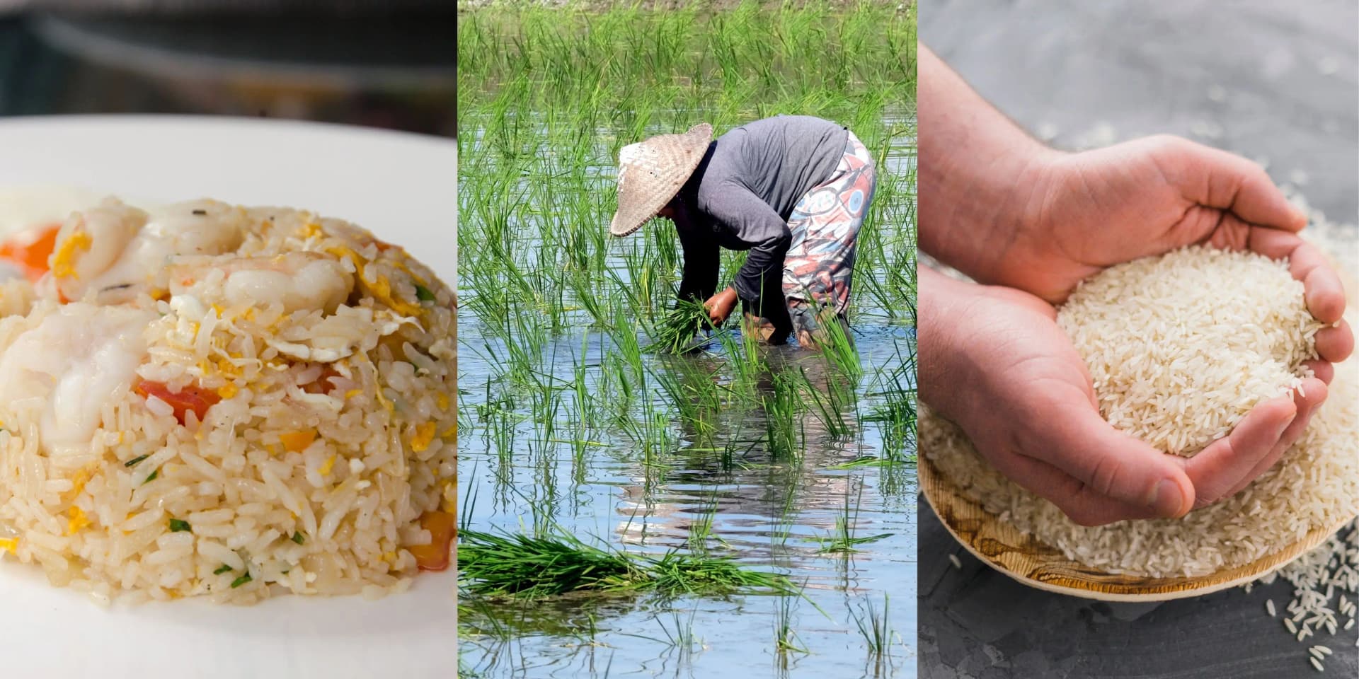 برنج محبوبترین ماده غذایی ایرانیها محبوبترین ماده غذایی در ایرانی